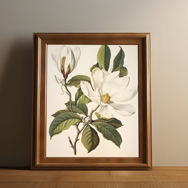 Affiche Botanique vintage (Vintage white flower print is shown in a wooden frame.)