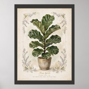 Affiche botanique vintage au figuier à feuilles de