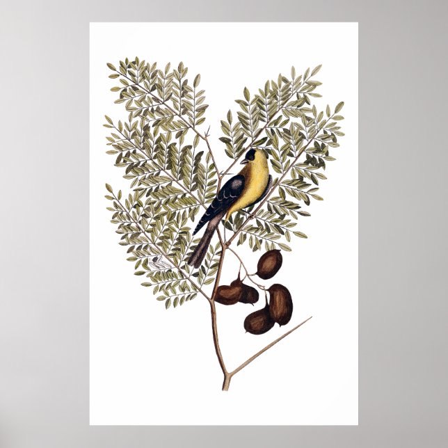 Affiche Botanique vintage avec oiseau jaune (Devant)