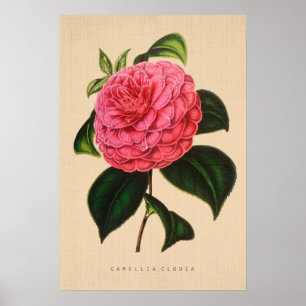 Affiche Botanique vintage - camélia Clodia