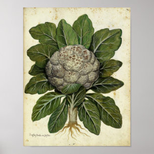 Affiche botanique vintage - chou-fleur