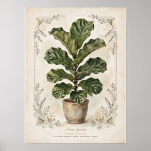 Affiche botanique vintage de figuier à feuilles de