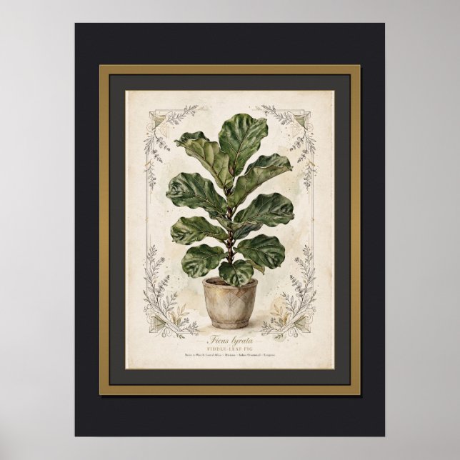 Affiche botanique vintage de figuier à feuilles de (Devant)