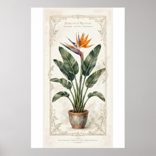 Affiche botanique vintage de l'oiseau de paradis