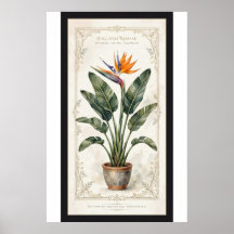 Affiche botanique vintage encadrée de l'oiseau de