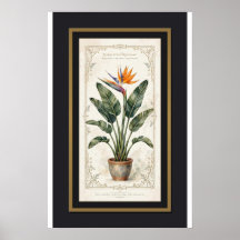 Affiche botanique vintage encadrée de l'oiseau de