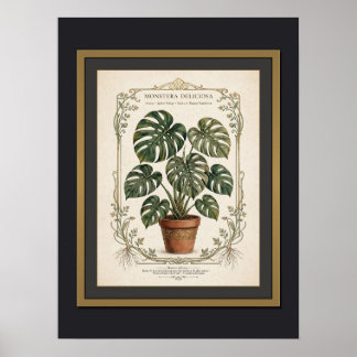 Affiche botanique vintage encadrée Monstera Delici
