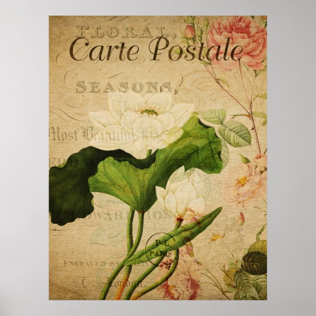 Affiche botanique vintage - Fleur de lotus (Devant)