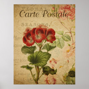 Affiche botanique vintage - Pelargonium français