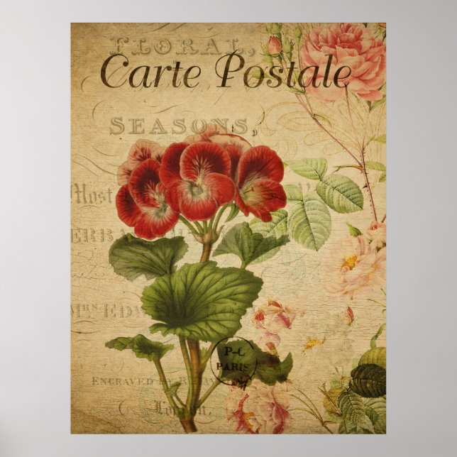 Affiche botanique vintage - Pelargonium français (Devant)