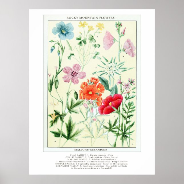 Affiche Botanique Vintage Rocky Mountain Fleurs sauvages (Devant)