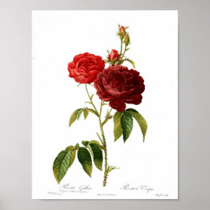 Affiche botanique vintage - rose rouge