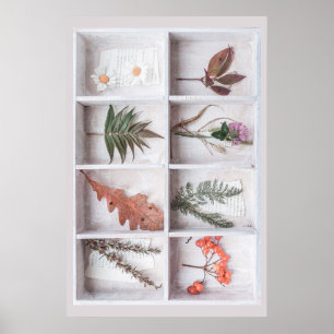 Affiche Botanique White Shadow Box, Fleurs Feuilles Ferns