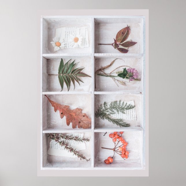 Affiche Botanique White Shadow Box, Fleurs Feuilles Ferns (Devant)