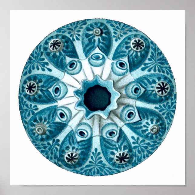 Affiche Botryllus Polycyclus Ernst Haeckel Fine Art (Devant)