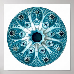 Affiche Botryllus Polycyclus Ernst Haeckel Fine Art