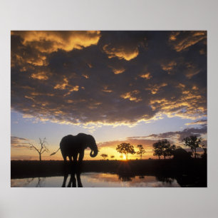 Affiche Botswana, parc national de Chobe, Éléphant