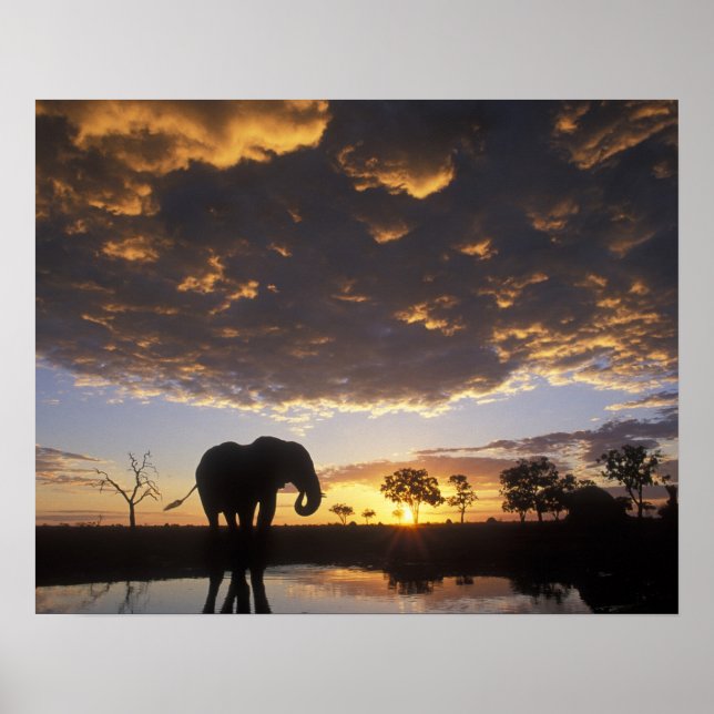 Affiche Botswana, parc national de Chobe, Éléphant (Devant)