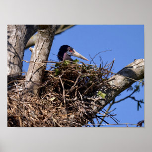 Affiche Bouche à ventre blanc sur son nid Carte Postale Mé