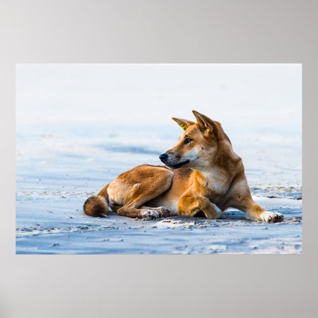 Affiche Bouche de Dingo sur la plage, Fraser Island Austra (Devant)