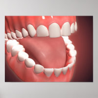 Bouche Humaine Ouverte, Montrant Dents, Gums Et La