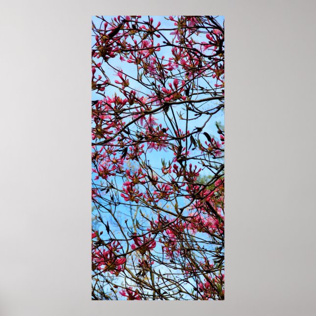 Affiche Boucles de fleurs roses sur un arbre (Devant)