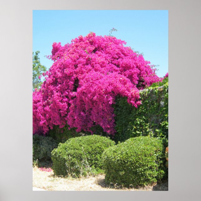 Affiche Bougainvillea (Devant)