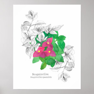 Affiche Bougainvillea Fleur tropicale Langue des fleurs
