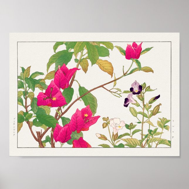 Affiche Bougainvillea, Fleur Wishbone de Tanigami Konan (Devant)