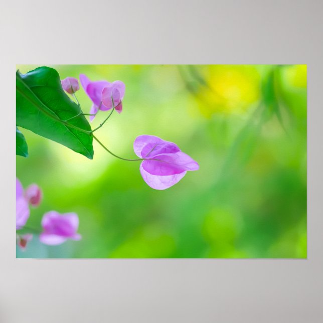 Affiche Bougainvillée Violette Délicate (Devant)