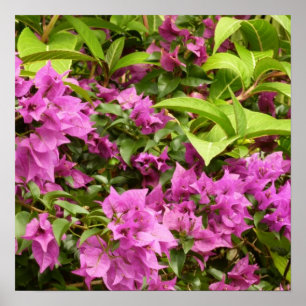 Affiche Bougainvillées tropicales violettes