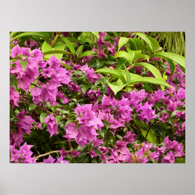 Affiche Bougainvillées tropicales violettes (Devant)