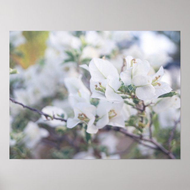 Affiche Bougainvilliers blancs (Devant)