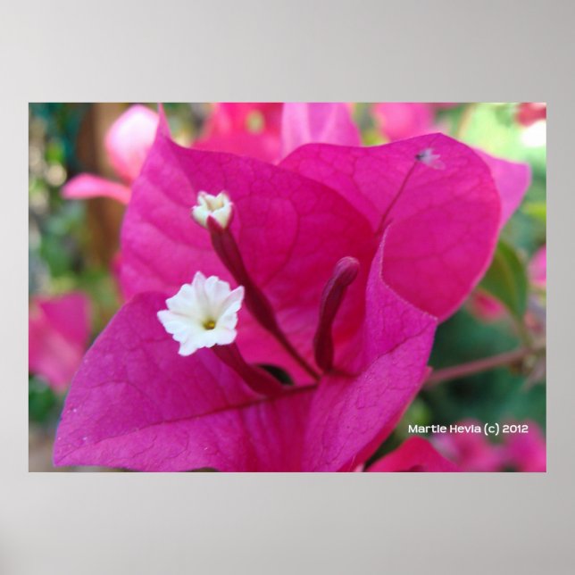 Affiche Bougainvilliers en fleurs (Devant)