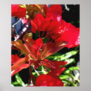Affiche Bouganvilla rouge