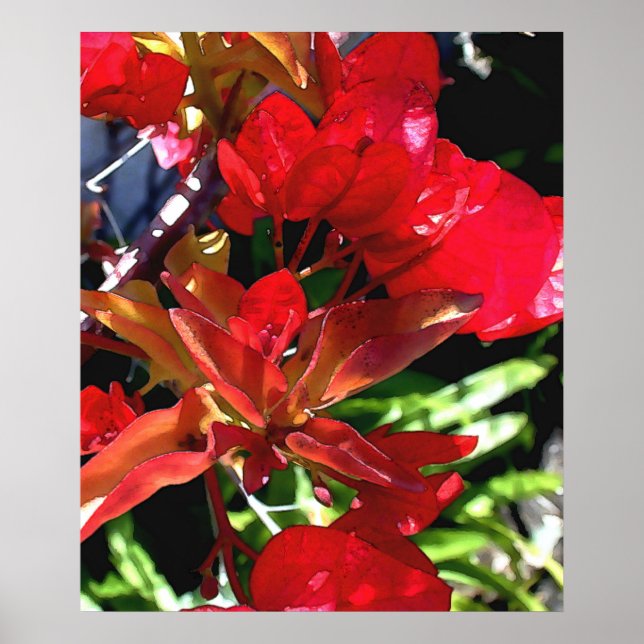 Affiche Bouganvilla rouge (Devant)