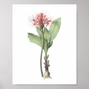 Affiche boule de feu (Haemanthus multiflorus) par Redouté