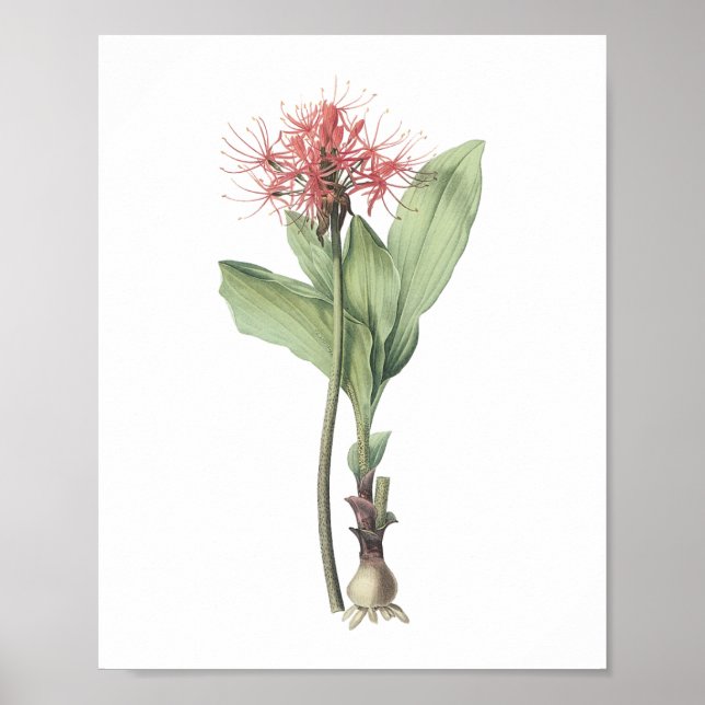 Affiche boule de feu (Haemanthus multiflorus) par Redouté (Devant)