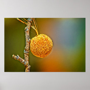 Affiche Boule de semences Sycamore