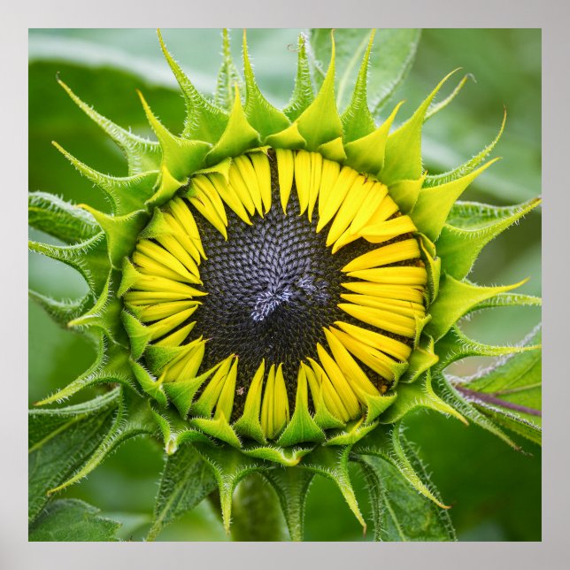 Affiche Boule de tournesol (Devant)