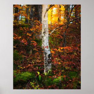 Affiche Bouleau d'automne dans la forêt de mossy