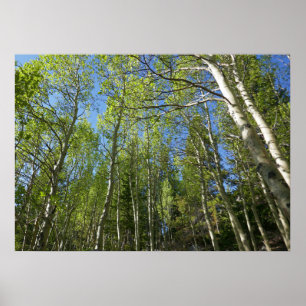 Affiche Bouleaux d'été aux montagnes Rocheuses