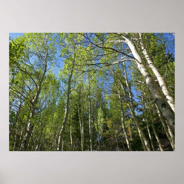 Affiche Bouleaux d'été aux montagnes Rocheuses (Devant)