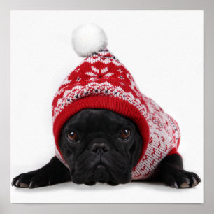 Affiche Bouledogue avec le chandail à capuchon