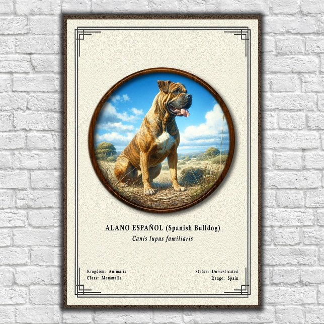 Affiche Bouledogue Espagnol (Alano Español) Série de Zoolo (Créateur téléchargé)