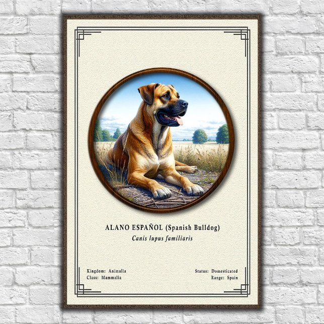 Affiche Bouledogue Espagnol (Alano Español) Série de Zoolo (Créateur téléchargé)