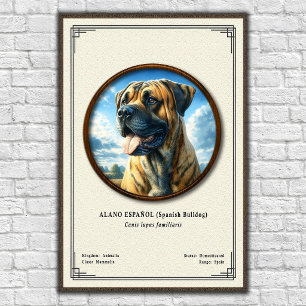 Affiche Bouledogue Espagnol (Alano Español) Série de Zoolo