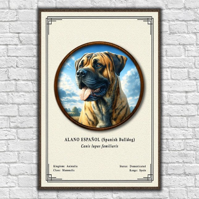 Affiche Bouledogue Espagnol (Alano Español) Série de Zoolo (Créateur téléchargé)