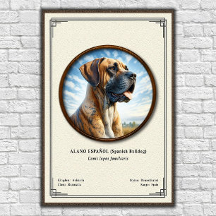 Affiche Bouledogue Espagnol (Alano Español) Série de Zoolo