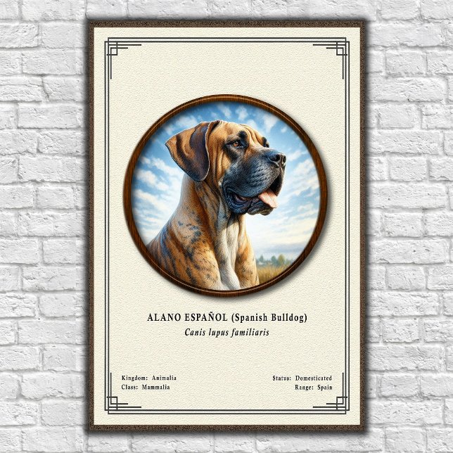Affiche Bouledogue Espagnol (Alano Español) Série de Zoolo (Créateur téléchargé)